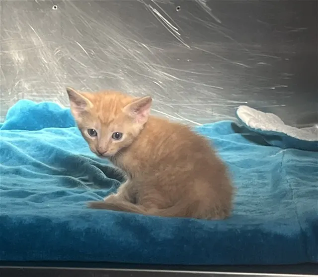 Adoptable Cat