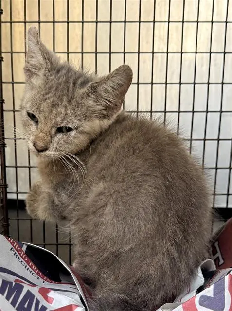 Adoptable Cat