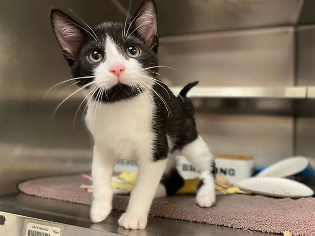 Finn