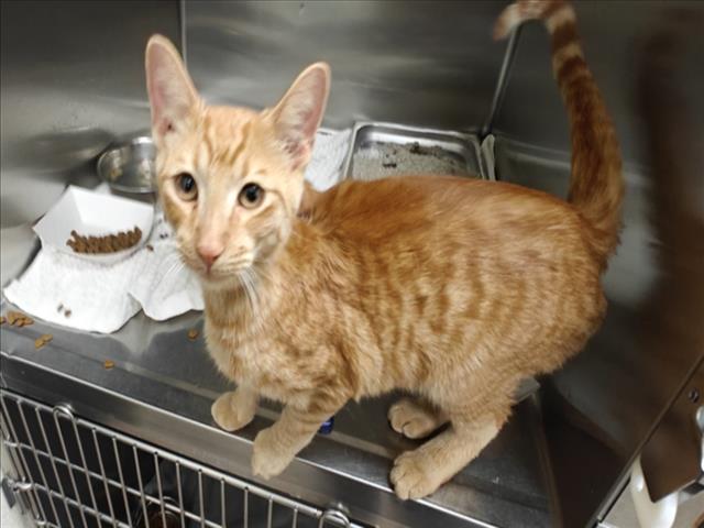 Adoptable Cat