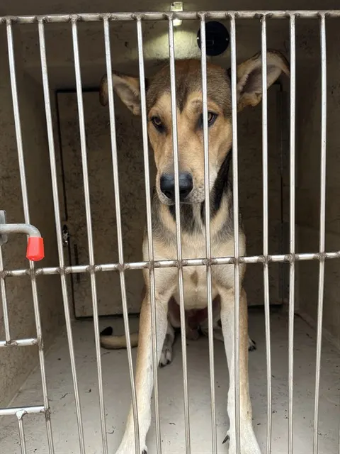 Adoptable Dog