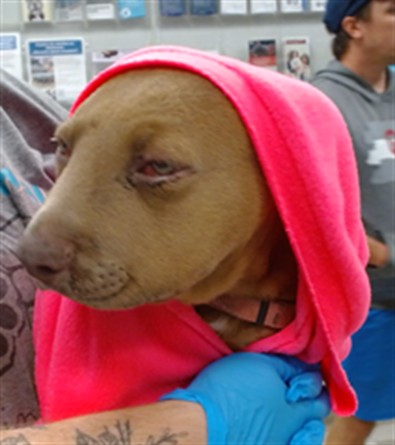 Adoptable Dog