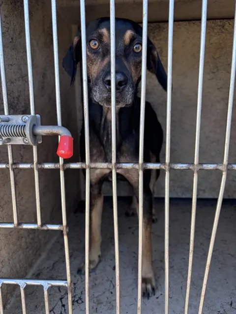 Adoptable Dog