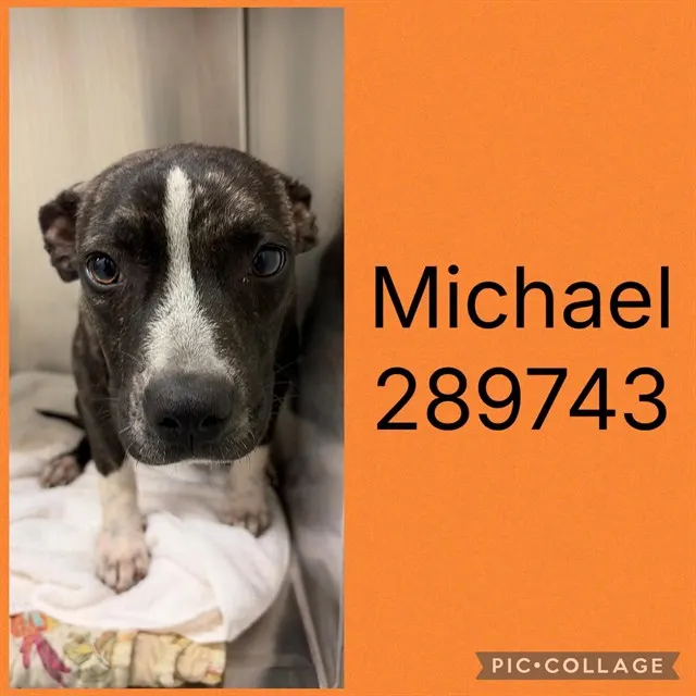 Michael