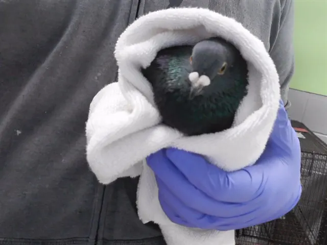 Kevin Ii