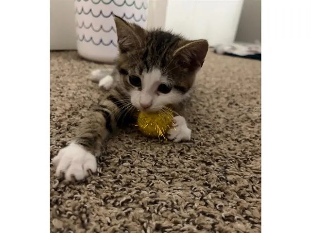 Nermal