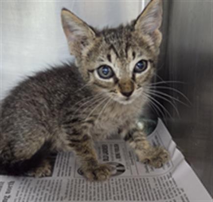 Adoptable Cat