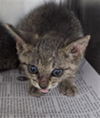 Adoptable Cat