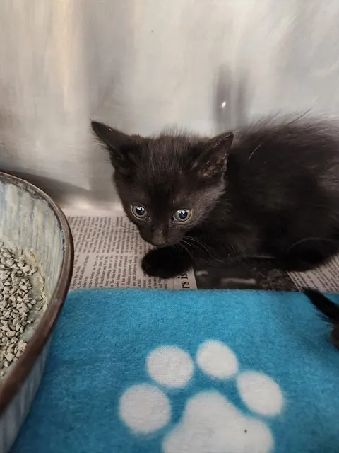 Adoptable Cat