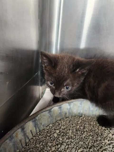 Adoptable Cat
