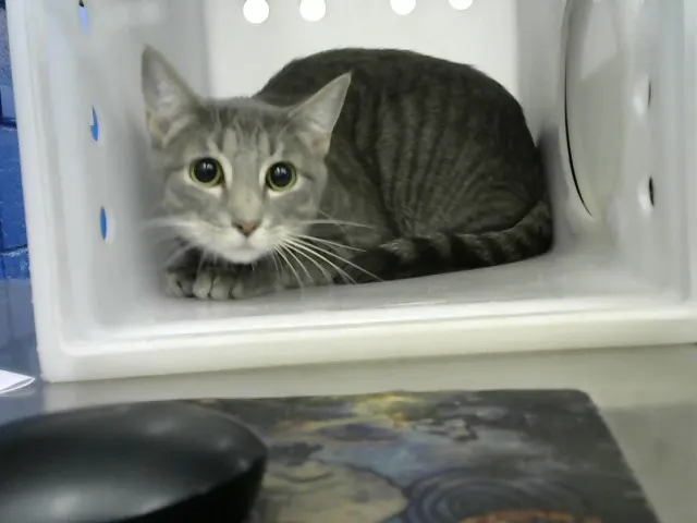 Binx