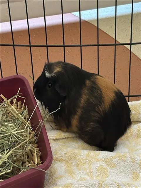 Mochi