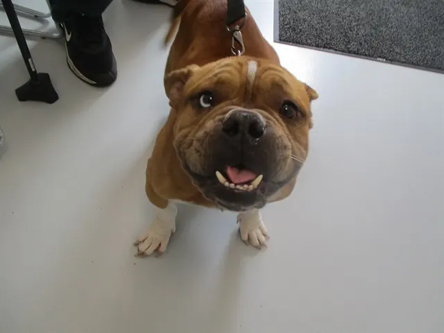 Adoptable Dog
