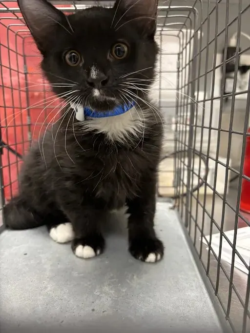 *Mittens