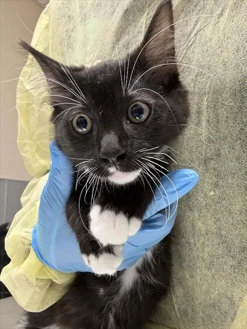 *Panda