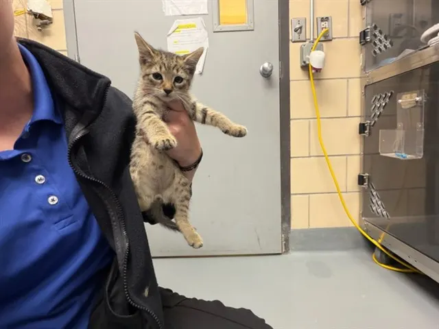Tom
