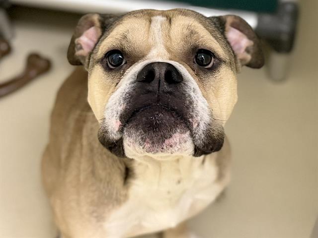 Adoptable Dog