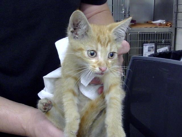 Adoptable Cat