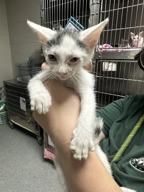 Adoptable Cat