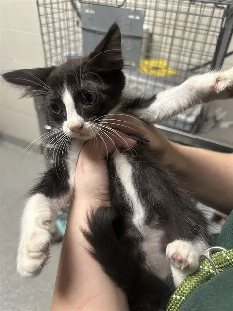 Adoptable Cat