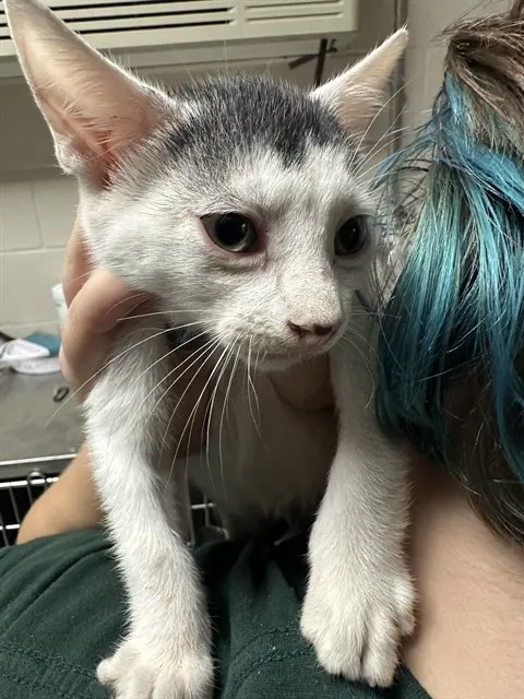 Adoptable Cat