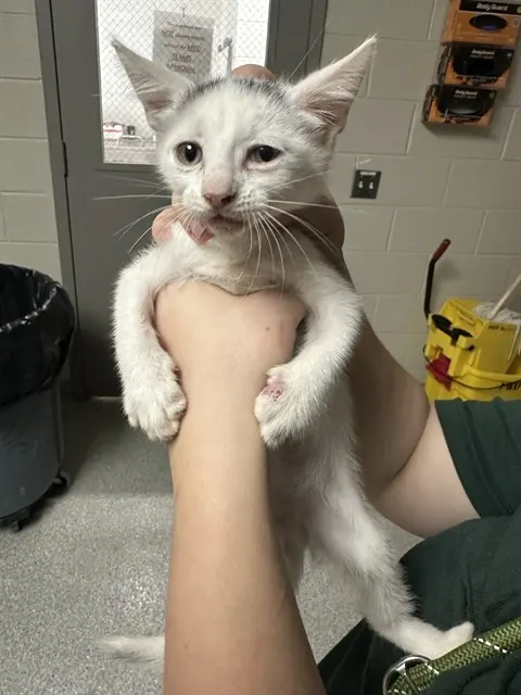 Adoptable Cat