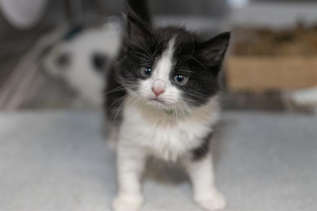 Minnie
