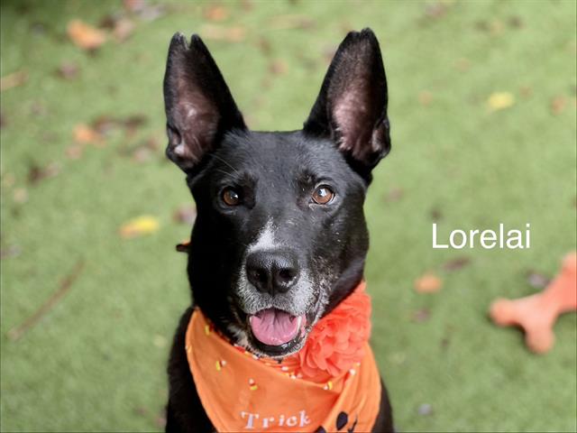 Lorelai