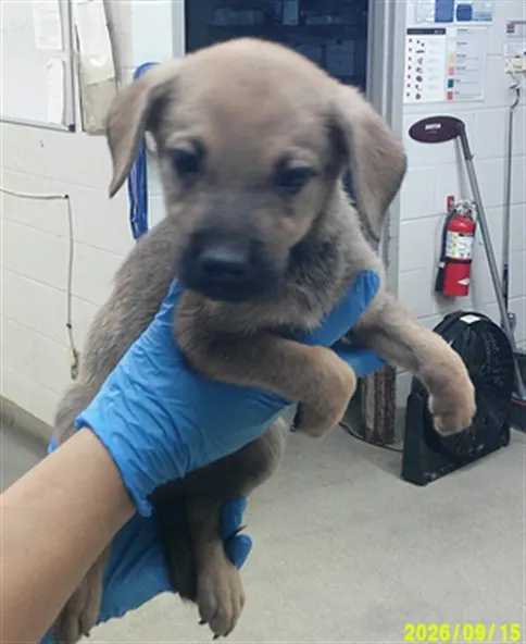 Adoptable Dog