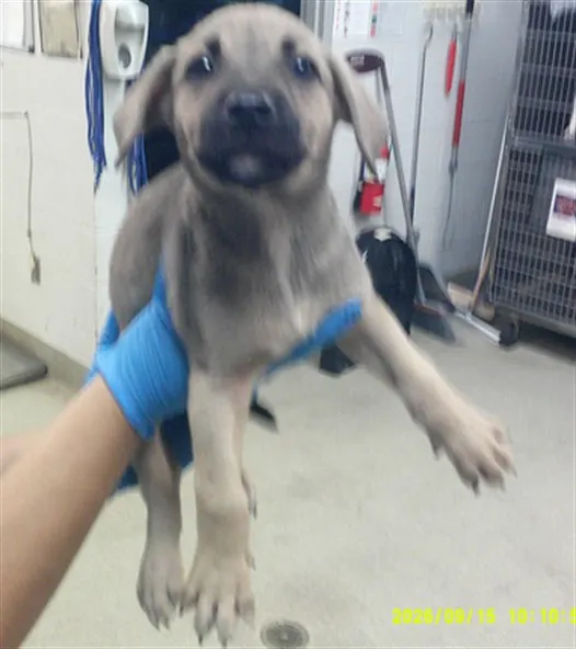 Adoptable Dog