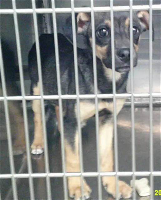 Adoptable Dog
