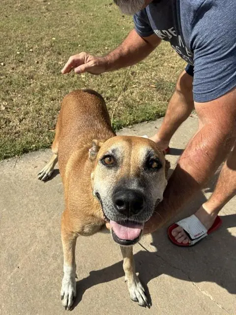 Adoptable Dog