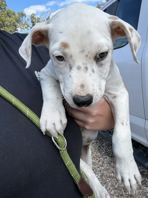 Adoptable Dog