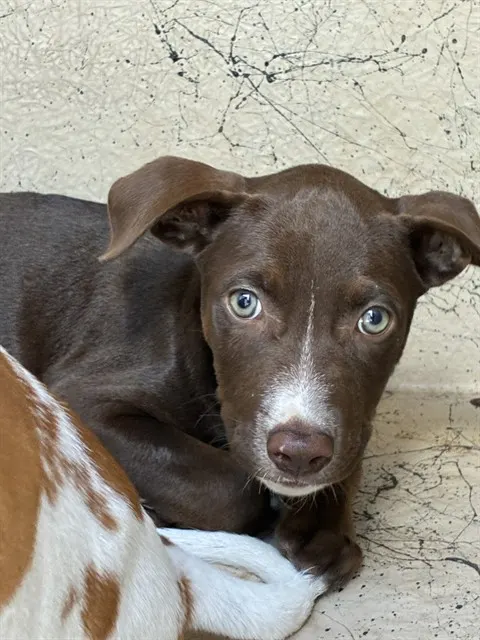 Adoptable Dog