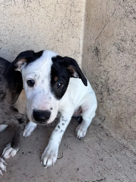 Adoptable Dog