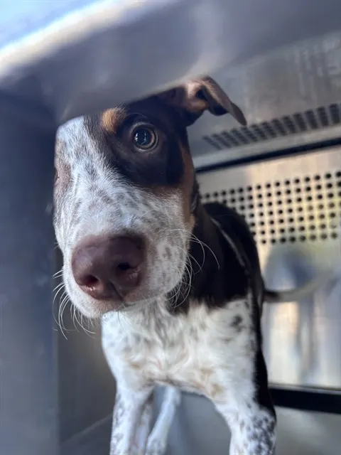 Adoptable Dog