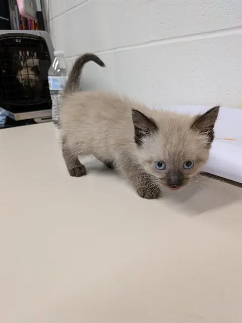 Stella