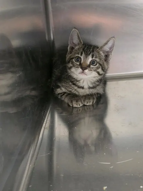Adoptable Cat
