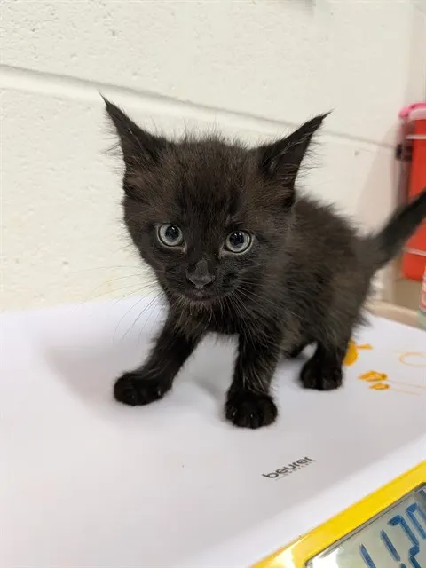 Luna