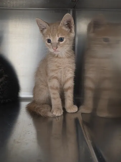 Adoptable Cat