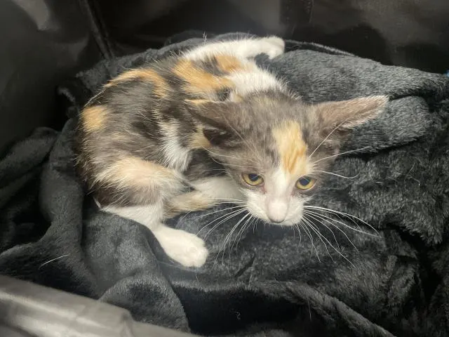 Adoptable Cat
