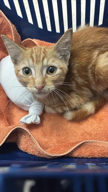 Adoptable Cat