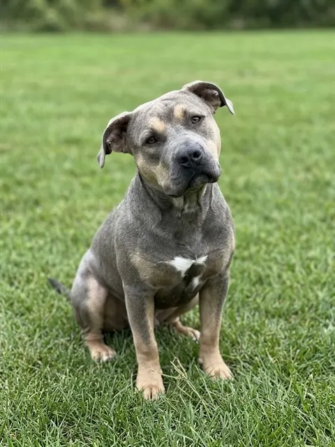 Atlas