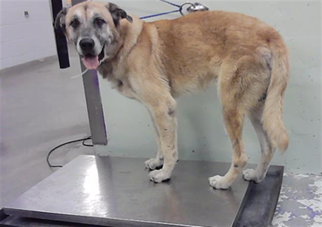 Adoptable Dog