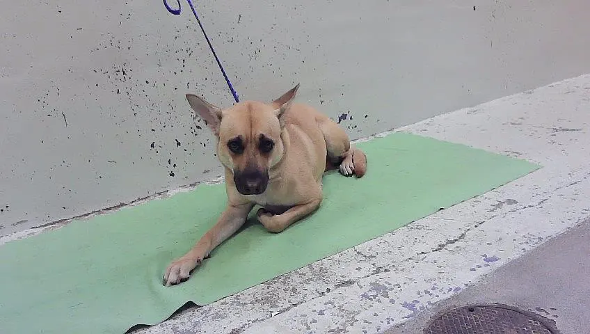 Adoptable Dog