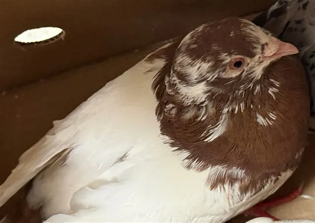 Adoptable Bird
