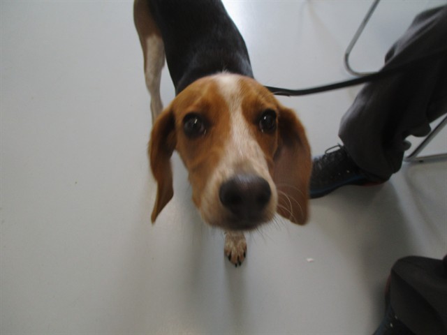 Adoptable Dog