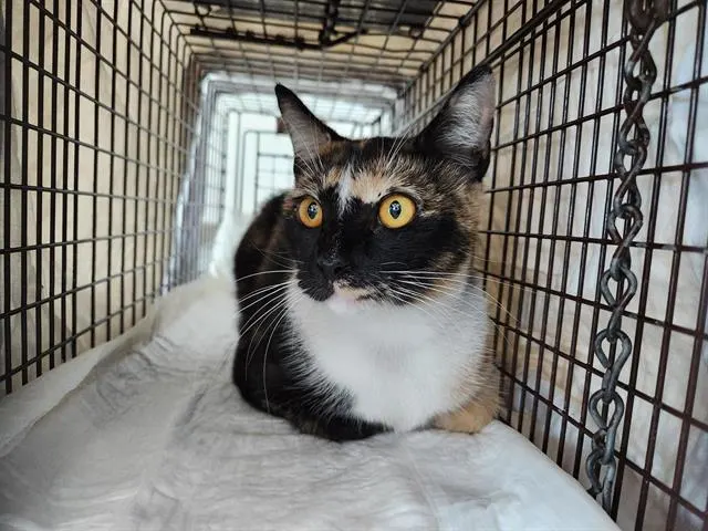 Adoptable Cat