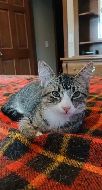 Simon