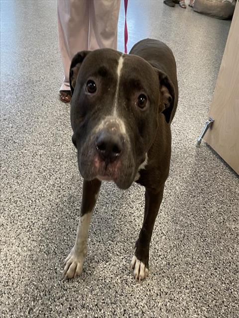 Adoptable Dog
